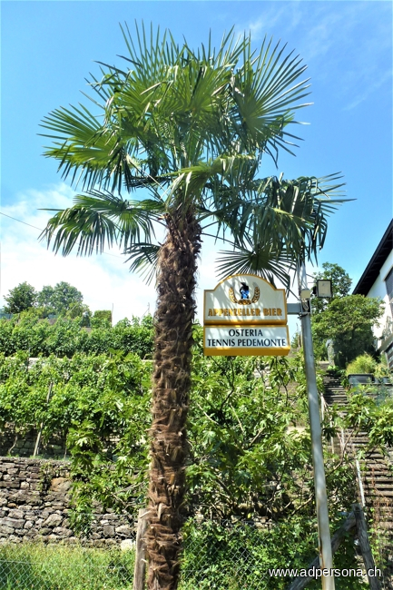Tennisclub Pedemonte Sportanlage Verscio